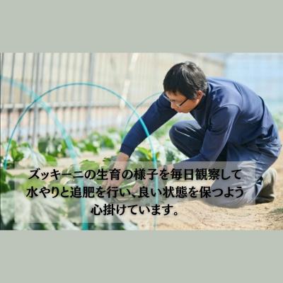 ふるさと納税 小松市 ズッキーニ 約2kg (10本前後) ずっきーに 小松市産 |  | 02