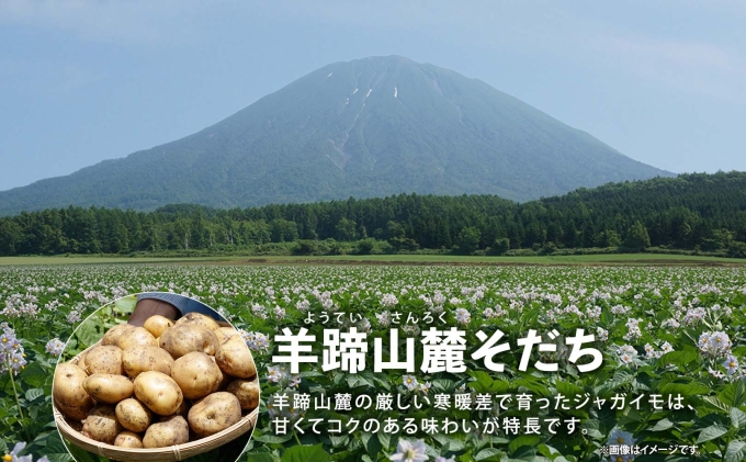 北海道産 じゃがいも とうや Lサイズ 10kg 馬鈴薯 黄爵 ジャ