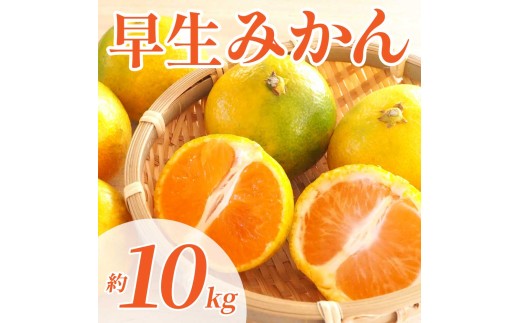 先行予約 早生みかん 約10kg（2S～2L ）【2026年11月上旬～2026年11月下旬発送予定】 みかん ミカン 早生みかん フルーツ 果物 柑橘 かんきつ蜜柑 熊本県 熊本 九州 宇城市 国産 高糖度 甘い ジューシー みずみずしい 果汁 酸味 日本フルーツ