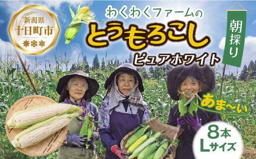 ｜先行予約受付｜令和7年産 朝採れ とうもろこし ピュアホワイト Lサイズ 8本 甘い 国産 トウモロコシ 白 産地直送 新鮮 フレッシュ コーン 農園 野菜 農作物 わくわくファーム 送料無料