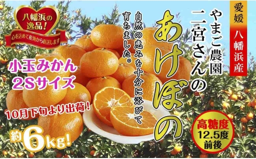 濃厚な味わい!やまご農園の「あけぼの小玉」約6kg＜C39-21＞_ みかん ミカン 柑橘 温州 果物 くだもの フルーツ 旬 愛媛 コク 甘み 国産 産直 産地直送 小玉 旬 濃厚 冷蔵 高糖度 極早生 【1148837】 YWTF010