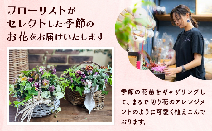 通常便 1回 15~20株!! 季節の寄せ植え 「ブリコラージュフラワー」