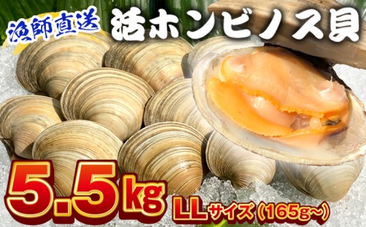 漁師直送！活ホンビノス貝5.5kg（LLサイズ）　ホンビノス 貝 白はまぐり 大あさり 浜焼き BBQ バーベキュー アウトドア キャンプ 漁師直送 産地直送 魚介類 海鮮 貝 シーフード クラムチャウダー スープ パスタ 天ぷら 酒蒸し 千葉県