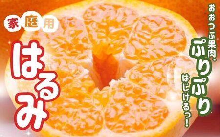 ＜2月より発送＞家庭用はるみ5kg+250g（傷み補償分）【デコポンの姉妹品種・新食感春みかん】【光センサー選別】【わけあり・訳あり】【ikd195B】