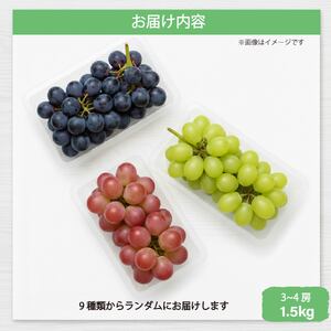彩り豊かな完熟ぶどう 3～4房セット 1.5㎏【tbb04】
