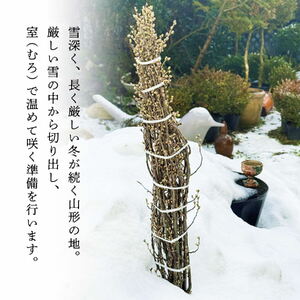 SL0267　春を告げる庄内の桜 「はじまりの桜2026」 酒田市の高橋さんの啓翁桜 125cm