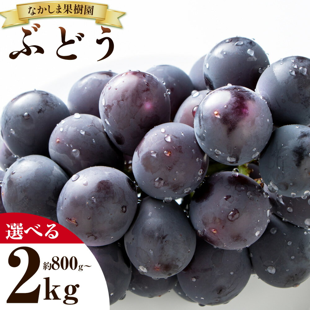 【ふるさと納税】 ぶどう BKシードレス 種なし 約800g （ 2房 ） または 約1.8kg 〜 約2kg （ 4〜5房 ） ぶどう 葡萄 フルーツ 果物 旬 なかしま果樹園 《8月下旬-9月末頃出荷》 熊本県 荒尾市 ギフト