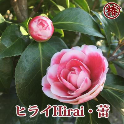 ふるさと納税 稲沢市 椿「ヒライHIRAI」接木18cmポット苗　新花コンテスト優勝品種 |  | 01