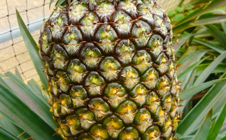 【2026年先行予約】【訳あり】ふちゃく農園のゴールドバレル4.5kg以上 パイン パイナップル パインアップル 高級パイン 沖縄県産パイン フルーツ 南国フルーツ トロピカルフルーツ 高級フルーツ 