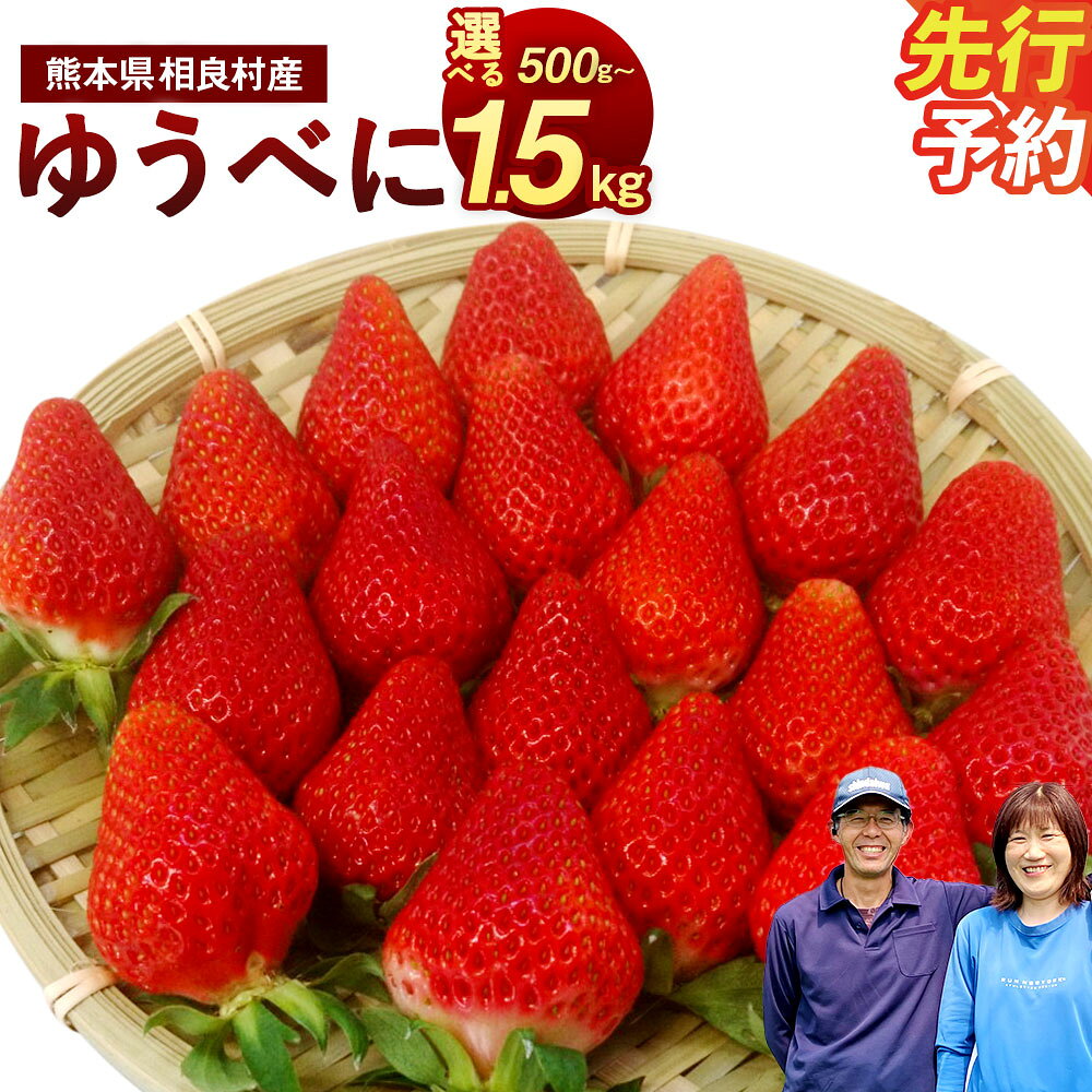【ふるさと納税】【予約】＜選べる容量＞ 相良村産 いちご 「ゆうべに」 合計約500g～約1.5kg 約250g×2パック/ 4パック/ 6パック 8000円 〜 23000円 8千円 〜 2万3000円【2026年12月上旬～2027年4月下旬発送予定】 日野農園 熊本県産 フルーツ くだもの 国産 冷蔵 送料無料