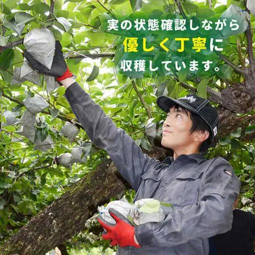 【2026年9月中旬?発送】新高梨 5kg [SBA012] 梨