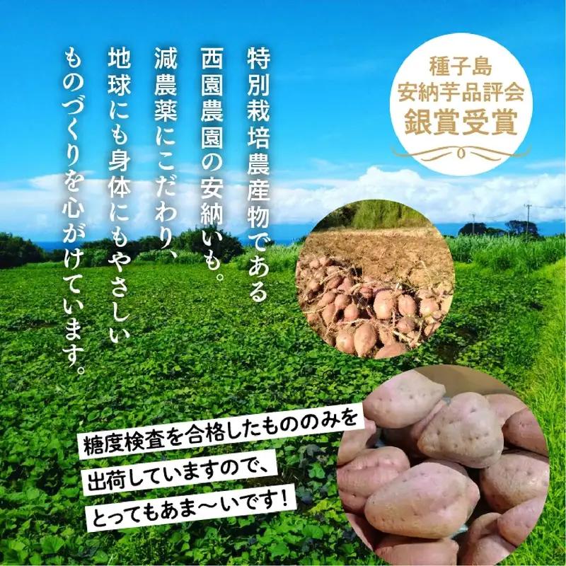 【先行予約】 種子島 安納いも 5kg 人気 種子島産 返礼品 南種子町 鹿児島 かごしま 【10月発送予定】【のっちーよ種子島】