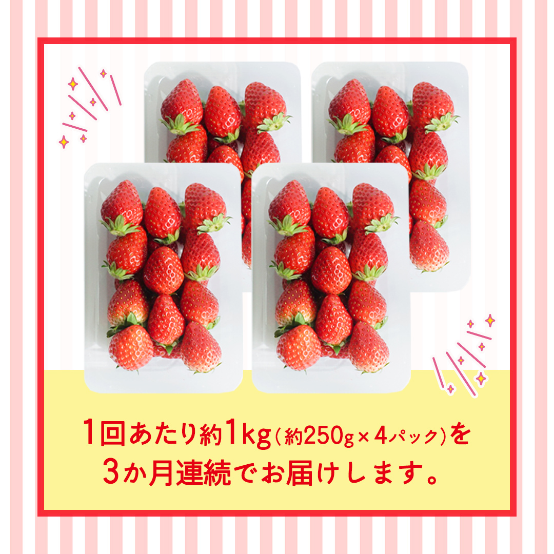 【定期便】とちおとめ 約250g（15～18粒）×4パック 3ヶ月連続お届け便【2026年12月から発送開始】（茨城県共通返礼品 [いちご]：城里町産） 茨城県 県産 人気 厳選 果物 くだもの 旬 