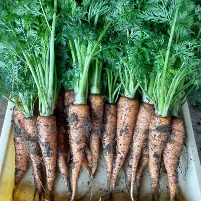 ふるさと納税 静岡市 旬のお野菜詰め合わせセット |  | 03