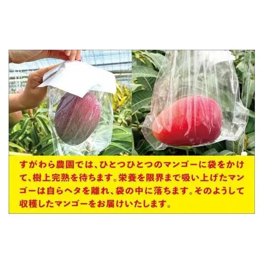 宮古島すがわら農園　【訳あり】完熟マンゴー２kg（3～6玉）（FR004）