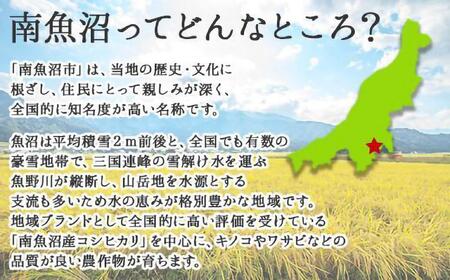 【定期便 全3回】 新潟県 南魚沼産 厳選 国産 黒 高級 舞茸 まいたけ 産地直送 700g 大平きのこ研究所