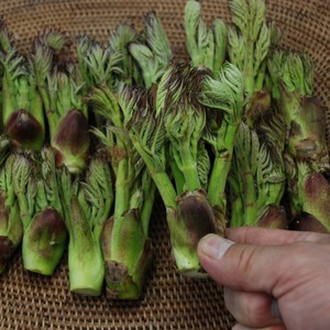 タラの芽 天然 極上品 300g 岩手県 遠野市 産 たらの芽 「もちタラ」 田村りんご店 山菜 期間限定 数量限定 【 先行予約 2026年4月下旬発送】