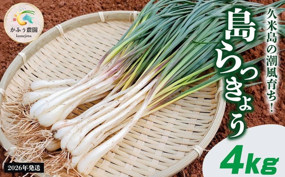 
            【2026年1月より順次発送】久米島の潮風育ち！島らっきょう 4kg 農家直送 国産 新鮮 旬 沖縄 島野菜 鮮度 塩漬け 天ぷら 肉巻き キムチ 漬け物 レシピ アレンジ 人気 おつまみ シャキシャキ 疲労回復 滋養強壮 食物繊維
          