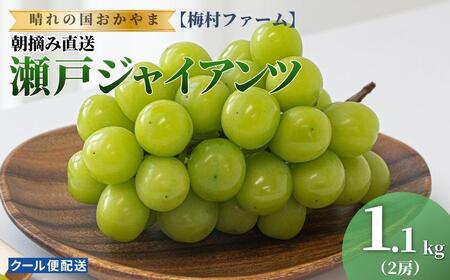 【2026年発送分 先行予約】【梅村ファーム】朝摘み直送 瀬戸ジャイアンツ（2房入り 1.1kg以上）【030-a018】