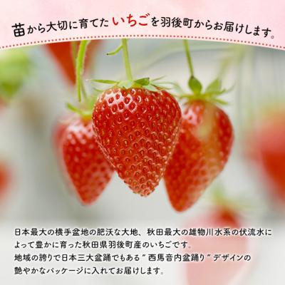 ふるさと納税 羽後町 訳あり いちご 品種指定不可 300g×2パック[No.5325-0511] |  | 02