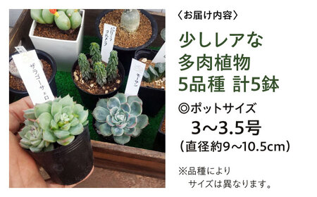 多肉植物 少しレアな5品種5鉢セット 植物 レア セット 珍しい 多肉植物 三次市/園芸王国パスタイム[APCJ003]