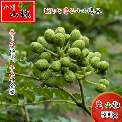 ふるさと納税 小川村 信州小川村　生山椒の実300g*266