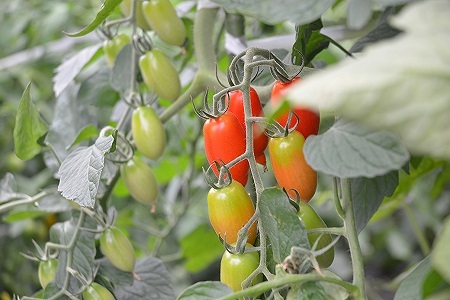 予約受付≪期間限定≫（2025年7月中旬頃から順次発送） 産地直送！飛騨下呂のレッドアイコ 1kg ミニトマト とまと トマト アイコ 新鮮 国産 【27-3】