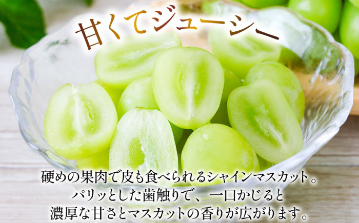 【2024年8月〜発送】シャインマスカット 約2kg（約2〜5房）/ ぶどう ブドウ 葡萄 マスカット フルーツ 果物 / 南島原市 / 長崎県農産品流通合同会社 [SCB076]