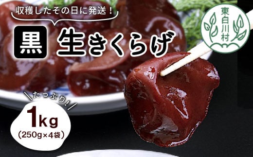 
収穫したその日に発送！ 東白川村 生きくらげ たっぷり1kg 純国産 きのこ キクラゲ 木耳 国産 岐阜県産 ビタミンD 食物繊維 10000円 一万円
