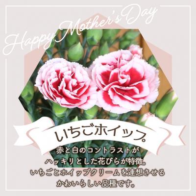 ふるさと納税 庄内町 【R8.5月初旬より順次発送】成澤さんのカーネーションいちごホイップ(入金期限:2026.4.30) |  | 01