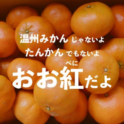 【2025年12月頃から順次発送】やんばる国頭村産の島みかん おお紅 3kg【1618480】