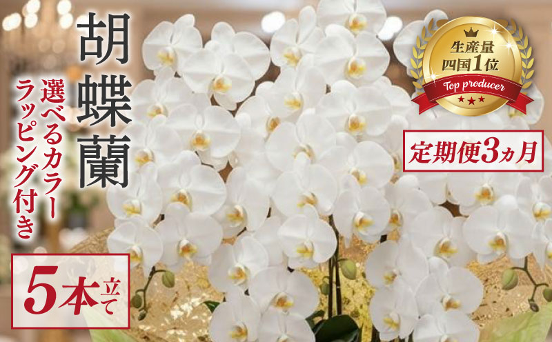 【定期便3ヶ月】  胡蝶蘭 5本立て 白 スタンダード 花 はな お花 日付指定 記念日 お祝い プレゼント ギフト 贈答 贈り物 選べる カラー ラッピング 鉢花 鉢植え 洋蘭 洋ラン 冠婚葬祭 蘭