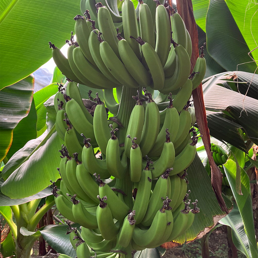 【ふるさと納税】人吉市産 バナナ 約1.3～1.5kg 三尺バナナ ばなな ビニールハウス栽培 フルーツ 果物 果実 くだもの 熊本県産 国産 九州 熊本県 人吉市 送料無料
