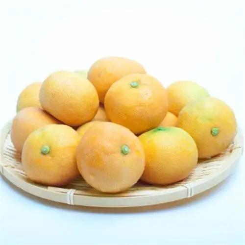 ハウスみかん0.5kg+250g(傷み補償分)【温室みかん・ハウス栽培】【有田みかん】【配送不可地域：離島・北海道・沖縄県】【1649247】