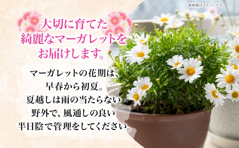 鈴木園芸 おまかせ マーガレット 5号鉢 フラワー ギフト 植物 ガーデニング 室内 園芸 花 はな flower 母の日 プレゼント 入学式 お祝い 贈り物 サプライズ 贈り物 卒業式 誕生日 イン