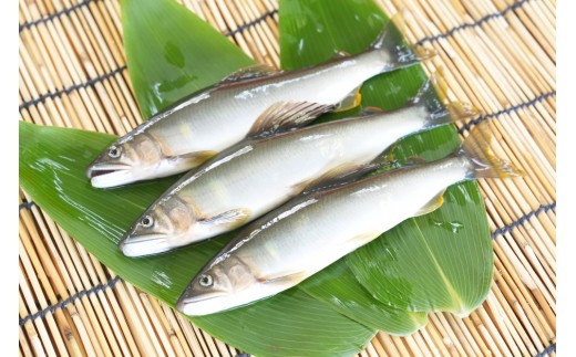 天然鮎 約1kg (7～15尾) こだわりの冷凍 天然 あゆ 川魚 塩焼き 天ぷら 甘露煮 さかな料理 岩手県 北上市 和賀川淡水漁業協同組合 C0621