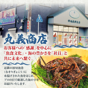 活き 伊勢海老 1kg 前後 3尾 ～ 5尾