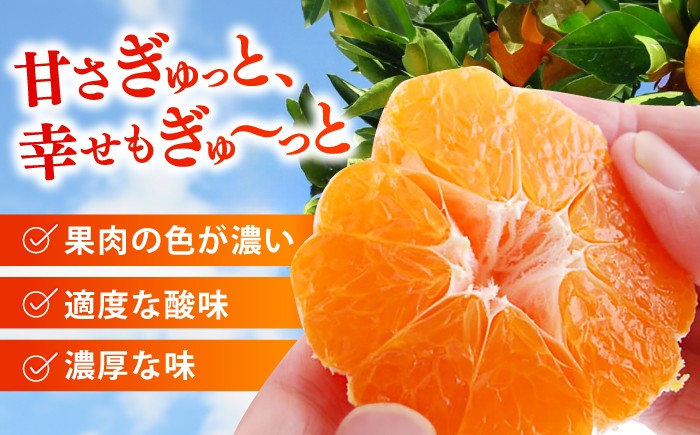 タッチの甘熟 早生みかん 太陽のしずく 5kg【夢の甘熟みかん タッチ】 フルーツ みかん 果物 温州みかん 年内発送