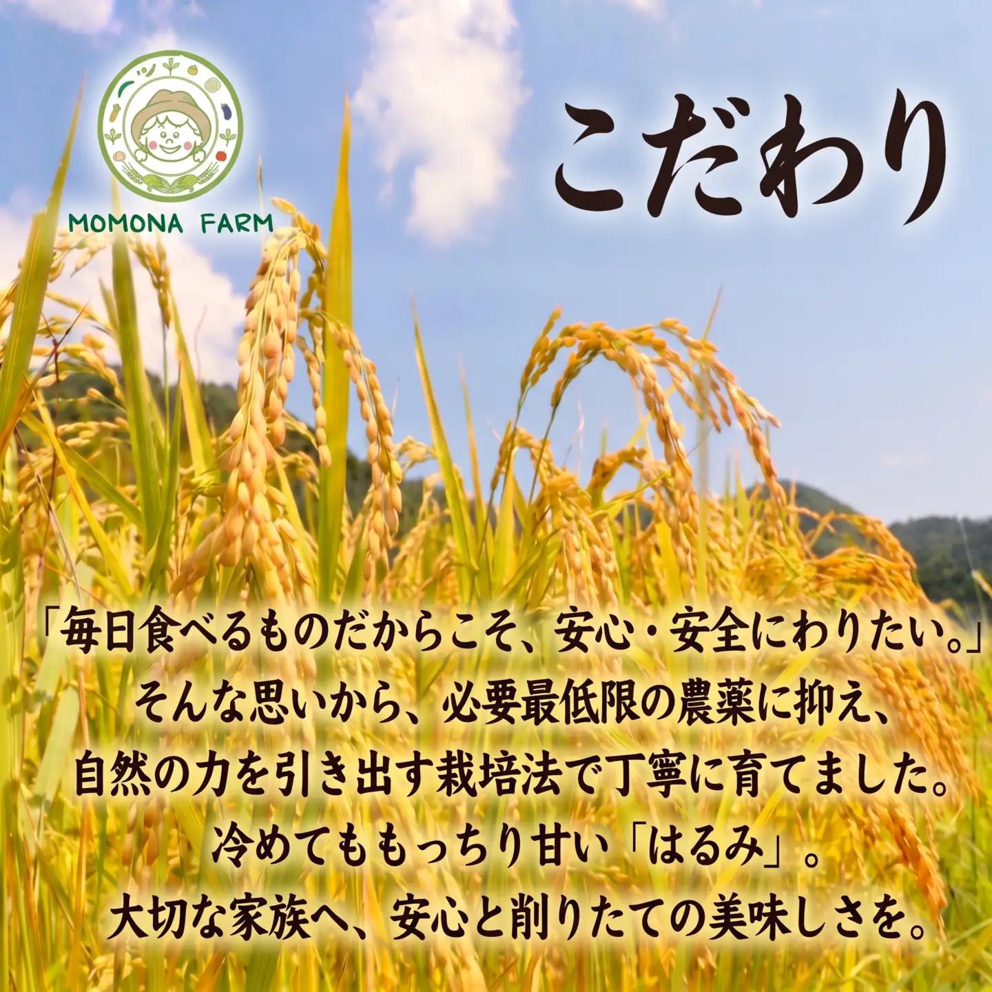 【先行予約】令和8年度産 はるみ米 5㎏ 玄米 新米 米 お米 ごはん 農家直送 低農薬  2026年産 高評価 大人気 おすすめ 特産品  かながわブランド ブランド米 神奈川県産 関東 厚木 神奈