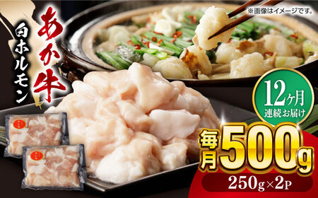 【全12回定期便】熊本県産 あか牛 白 ホルモン 合計6kg(250g×2P) 熊本 赤牛 褐牛 あかうし 褐毛和種 肥後 冷凍 国産 牛肉【五右衛門フーズ】[YBZ020]