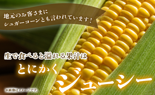 【先行予約】朝どれスイートコーン 約2.5kg（7～8本）- とうもろこし トウモロコシ 野菜 朝採り 季節限定 期間限定 ポタージュ スープ BBQ バーベキュー 産地直送 特産品 旬彩ファームやま