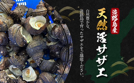 サザエ 淡路島 天然 活サザエ 1kg つぼ焼き サザエ