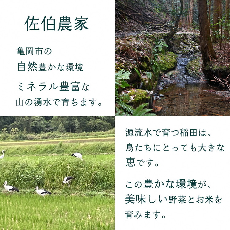 京都産 コシヒカリ2kg ＋ 旬の野菜セット 12回 定期便 京都 佐伯の里 新鮮 野菜 7～10品 コシヒカリ2kg 米 定期便 12ヶ月 京都丹波・亀岡産 季節の野菜 詰め合わせ 訳あり 生活応援