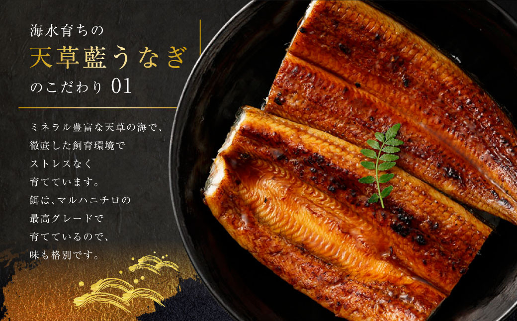 海水育ちの天草藍うなぎ 紅白5～7尾セット 合計約1kg