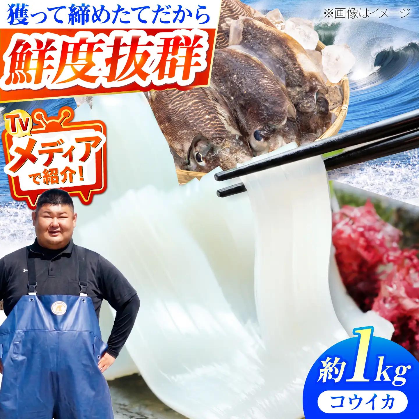 【先行予約】豊前海産「 コウイカ 」約1kg (3-5杯)【2027年3月下旬以降順次発送】 [ABCB001] イカ いか 刺身 烏賊