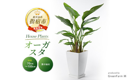 観葉植物 オーガスタ70cm～100cm Green Farm M 027-1383 観葉植物 観葉植物
