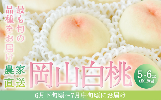 桃 2026年 先行予約 旬 の 白桃 5～6玉入り 約1.5kg 贈答用 もも モモ 岡山県 赤磐市産 国産 フルーツ 果物 ギフト 