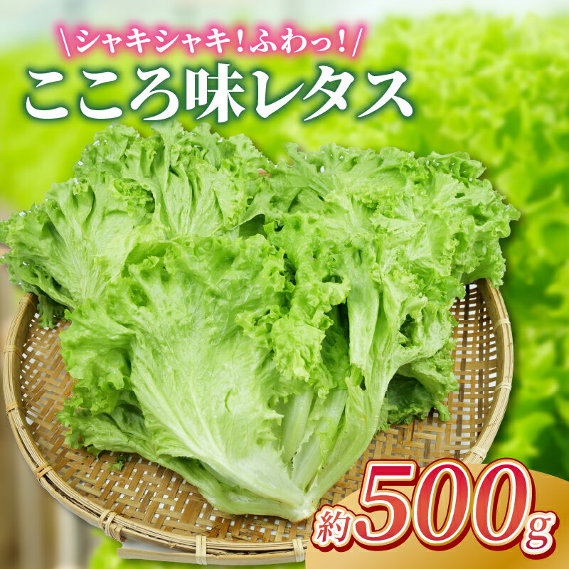 【ふるさと納税】 野菜 レタス こころ味レタス 約 500g リーフレタス 新鮮 摘みたて 就労支援 こころみファーム 産地直送 産直 静岡県 沼津市
