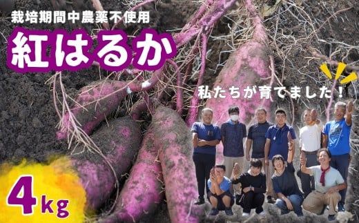 【数量限定50箱】さつまいも 紅はるか 4kg | 思いやり型返礼品 農福連携 さつまいも 紅はるか 生芋 栽培期間中農薬不使用 甘いさつまいも 焼き芋用 蒸し芋用 スイートポテト材料 お取り寄せ野菜 自然食品 国産さつまいも 産地直送 おうちごはん 季節の味覚 ホクホク食感 料理用さつまいも 天然スイーツ 野菜セット 埼玉県 東松山市