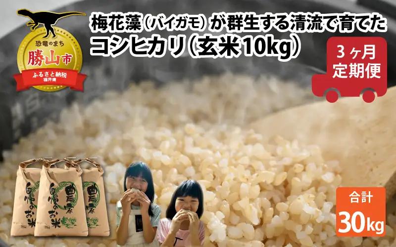 令和8年産 梅花藻が群生する清流で育てたコシヒカリ（玄米 10kg）3か月定期便 計30kg ※2026年9月下旬以降順次発送予定[C-040008]